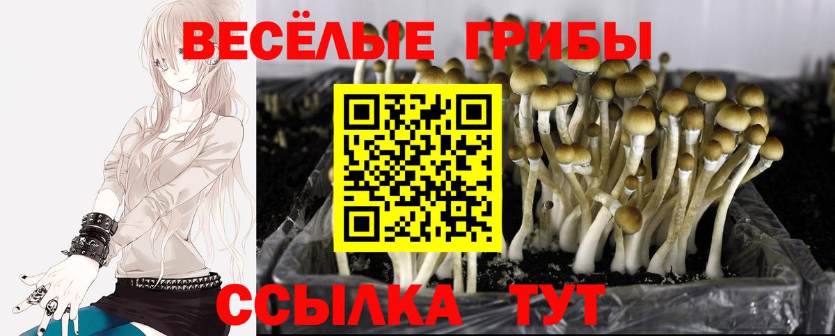 Галлюциногенные грибы Cubensis  Вход с VPN  Арзамас 